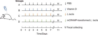 Alterations in Intestinal Microbiota Composition in Mice Treated With Vitamin D3 or Cathelicidin